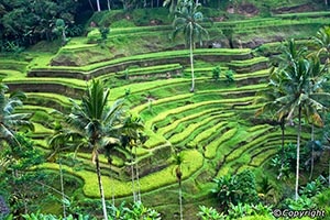 Tour to Ubud, Bali